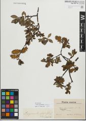 Foto von Salix myrsinifolia Salisb. x Salix phylicifolia L.